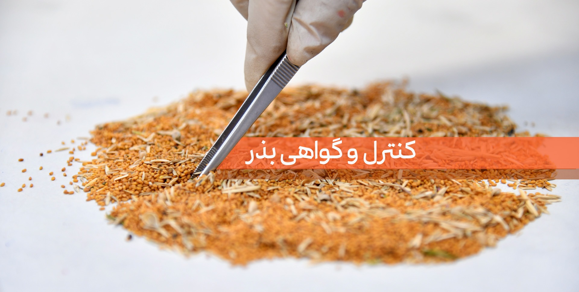 معاونت کنترل و گواهی بذر 